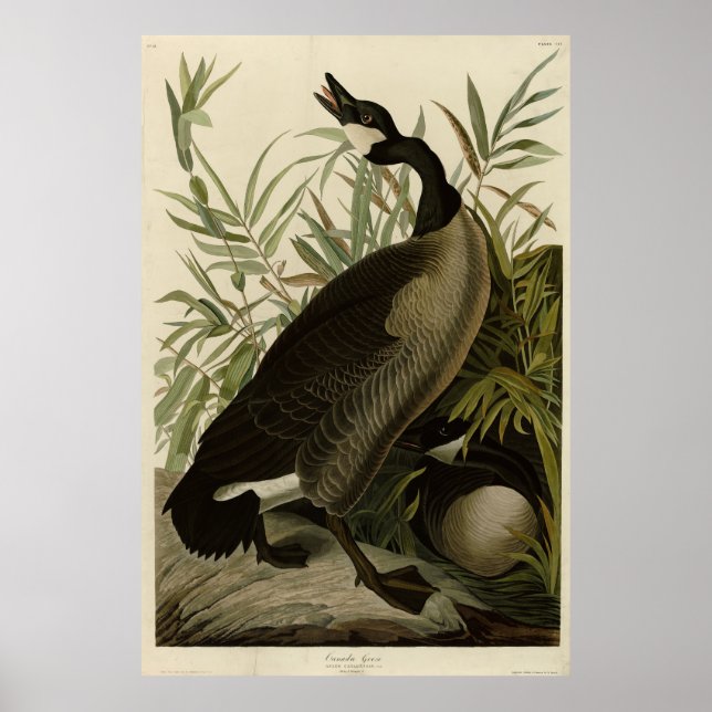 Canada Goose from Audubon's Birds of America Poster (Front)