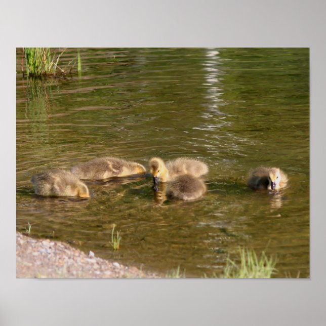 Canada Goose Gosling Babies Wildlife Poster (Front)