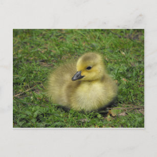 Canada Goose Gosling Holiday Postcard