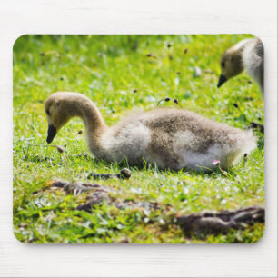 Canada Goose Gosling Mouse Pad