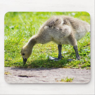 Canada Goose Gosling Mouse Pad