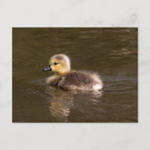Canada Goose Gosling Postcard