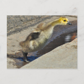 Canada Goose Gosling Postcard