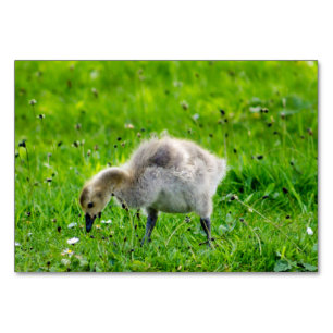 Canada Goose Gosling Table Number