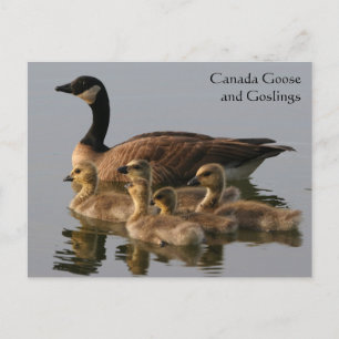 Canada Goose & Goslings Wildlife Series # 17 Postcard