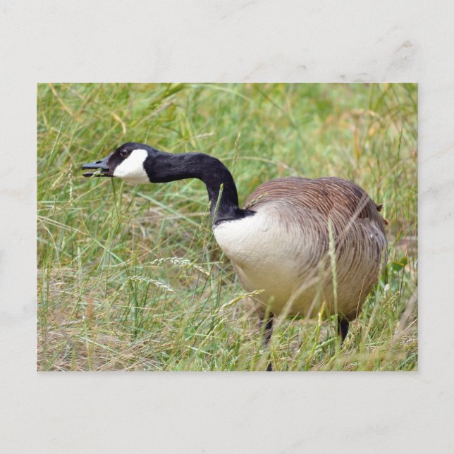 Canada goose in grass postcard (Front)