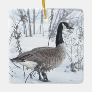 Canada Goose in Snow Ornament