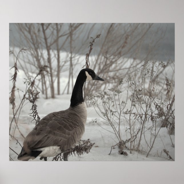 Canada Goose in Snow Poster (Front)