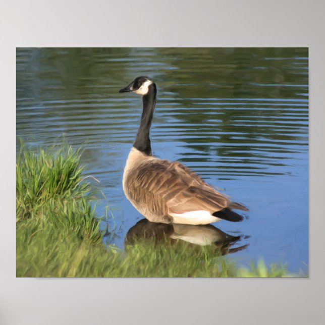Canada Goose In Water Oil Painting Poster (Front)