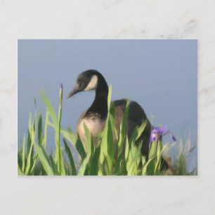 Canada Goose Irises Animal Art Postcard