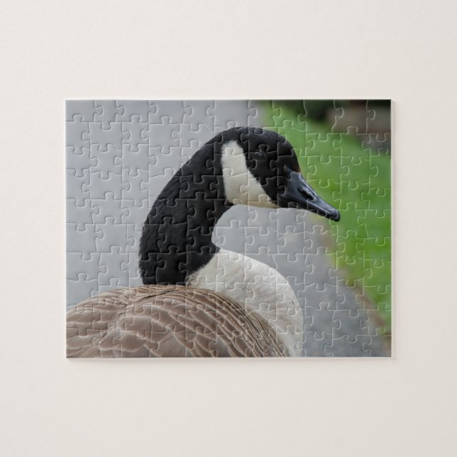 Canada goose jigsaw puzzle (Horizontal)