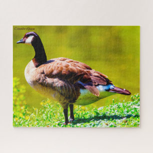 Canada Goose Jigsaw Puzzle