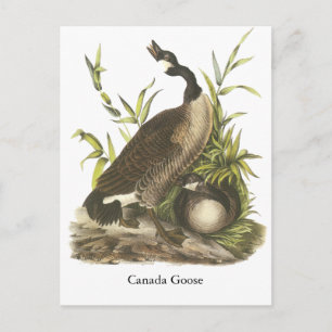 Canada Goose, John Audubon Postcard