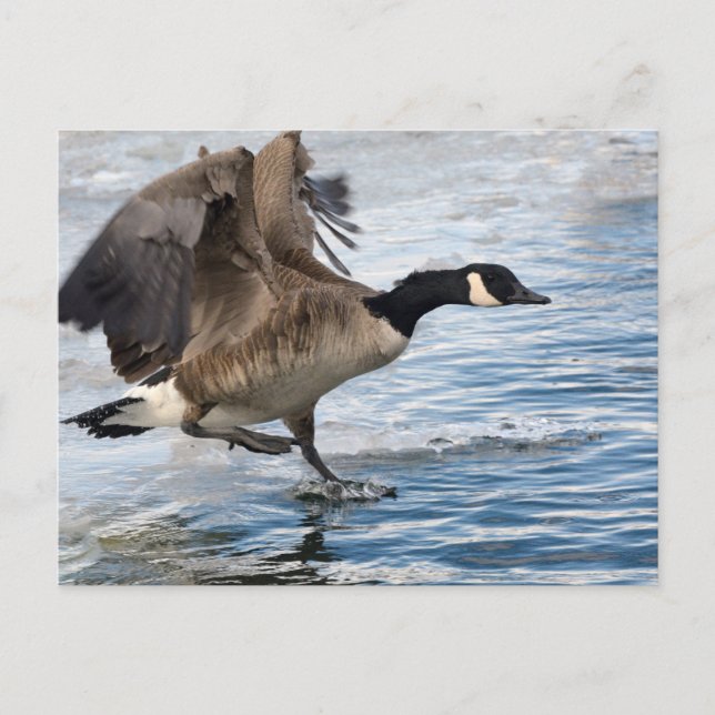 Canada goose Landing on winter lake Postcard (Front)