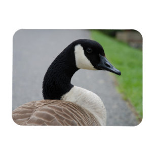 Canada goose magnet