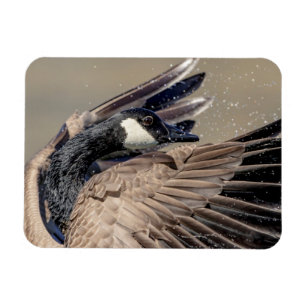 Canada Goose Magnet