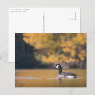 Canada Goose Nature Photo Postcard