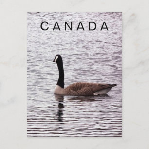 Canada Goose on Lake  Postcard
