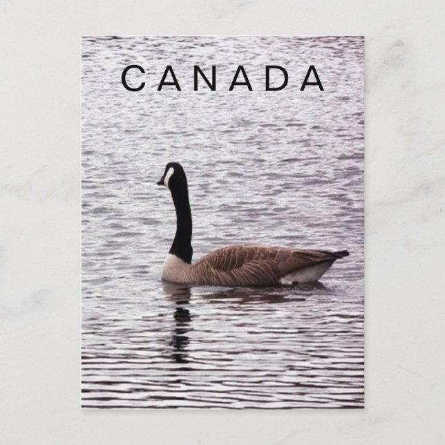 Canada Goose on Lake  Postcard (Front)