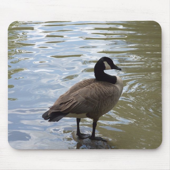 Canada Goose On Rock Mouse Pad (Front)
