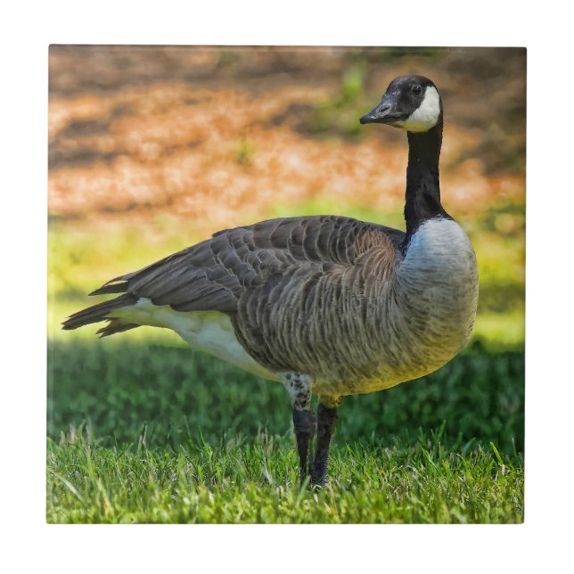 CANADA GOOSE ON THE GRASS TILE (Front)