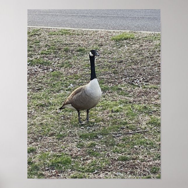 Canada Goose Photo Poster (Front)
