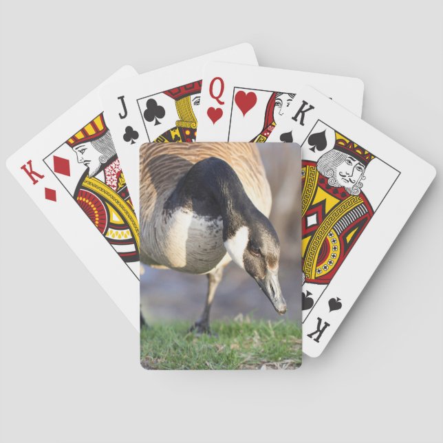Canada Goose Playing Cards (Back)