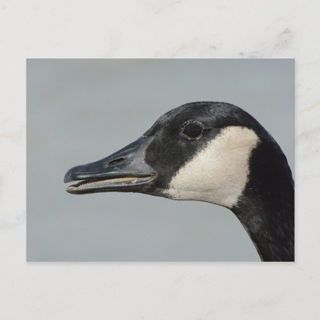 Canada Goose portrait Postcard (Front)