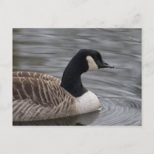 Canada Goose Postcard