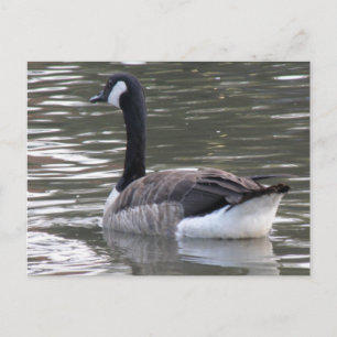 Canada Goose Postcard