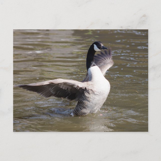 Canada Goose Postcard (Front)