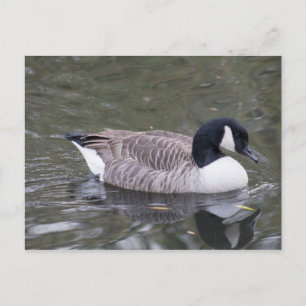 Canada Goose Postcard