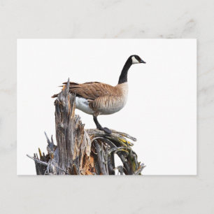 CANADA GOOSE POSTCARD