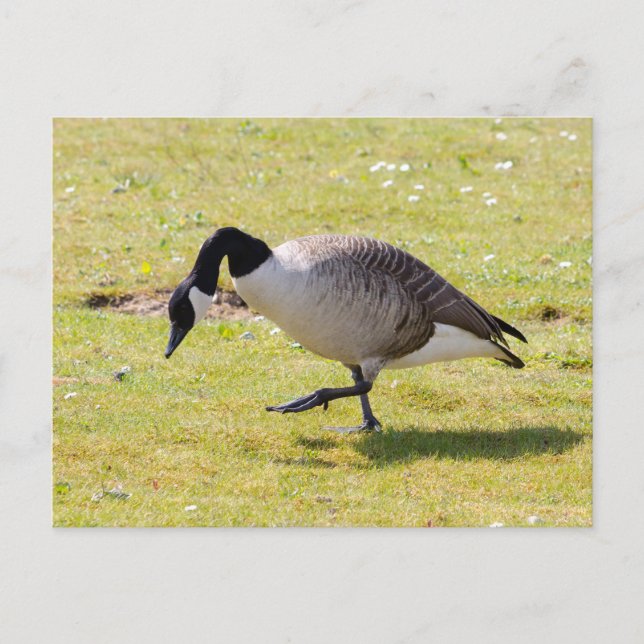 Canada Goose Postcard (Front)