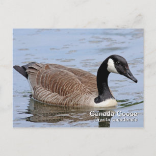 Canada Goose Postcard