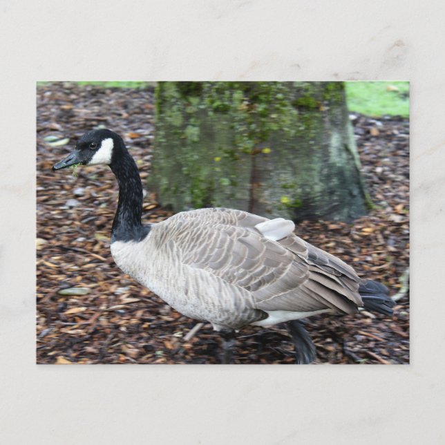 Canada Goose Postcard (Front)