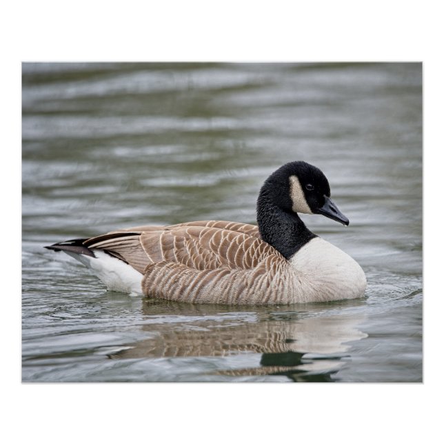 Canada goose poster (Front)