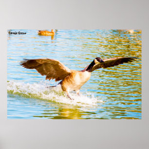 Canada Goose Poster