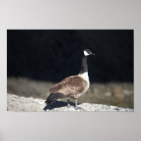 Canada Goose Poster