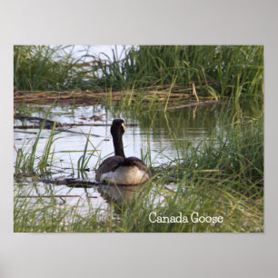 Canada Goose Poster