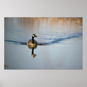 Canada Goose Poster