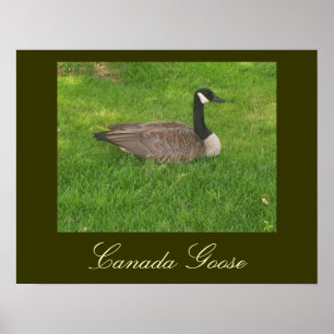 Canada Goose Poster