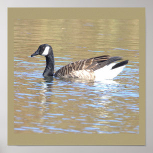 Canada Goose Poster