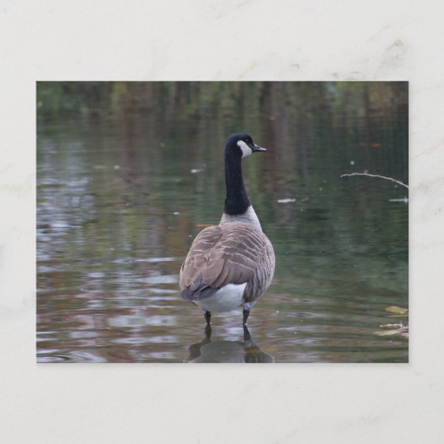 Canada Goose standing on shallow water Postcard (Front)