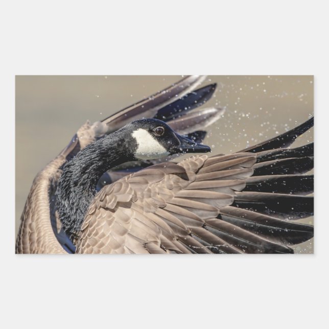 Canada Goose Sticker (Front)