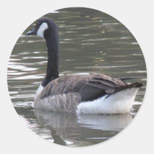 Canada Goose Sticker