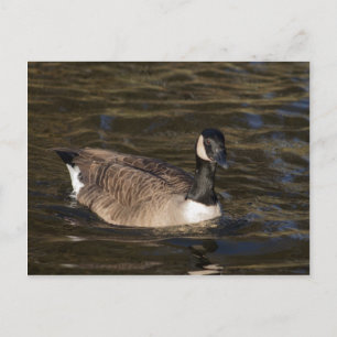 Canada Goose Swimming on Water Postcard