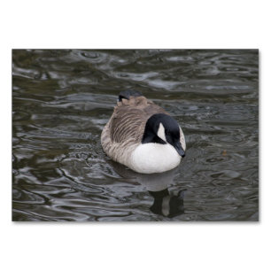 Canada Goose Table Number