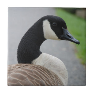 Canada goose tile