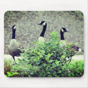 Canada Goose Trio Nature Mouse Pad